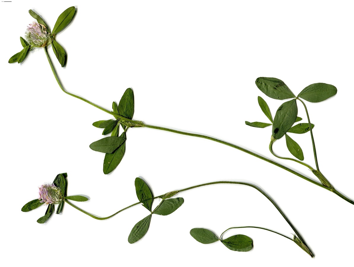 Trifolium pallidum (Fabaceae)